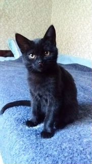Ласковый черный котик