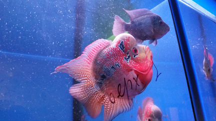 Хорны дисковые