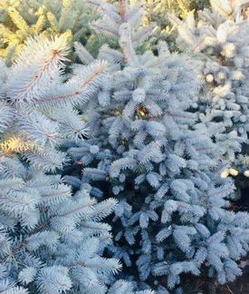 Живые голубые ель премиум