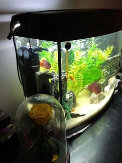 Аквариум 65 литров полный комплект