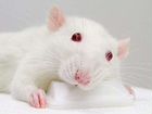 Крысы белые бесплатно объявление продам