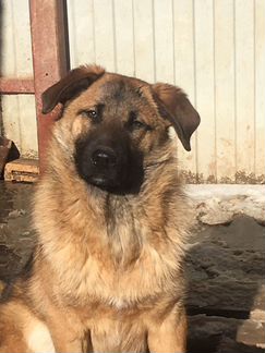 Собака в дар