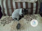 Стрижка кошек и котов Тольятти объявление продам