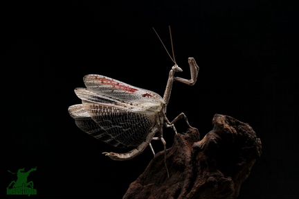 Африканский веточный богомол - Popa spurca
