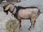 Нубийский козел, 2 козы Анненской породы белые и о объявление продам