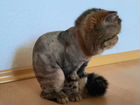 Подстригу кошку