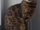 Бенгальский кот на вязку,продажа