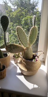 Детки кактуса крупной опунции, 10-20 см в высоту