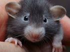 Крыса (Крыски, Крысята) Дамбо объявление продам