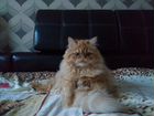Срочно ищу персидского кота для вязки