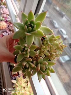 Мини-садик из эчеверии агавовидной