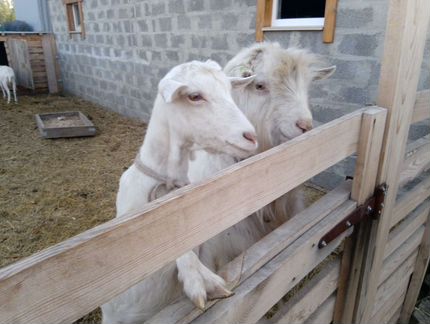 Зааненские козы дойные с козлом - фотография № 9