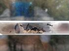 Колония муравьёв camponotus saxatilis