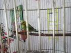 Волнистый попугай самец с клеткой объявление продам