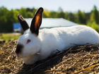 Кролики: серебно, калифорния и баран