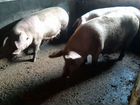 Свиноматки поросные объявление продам