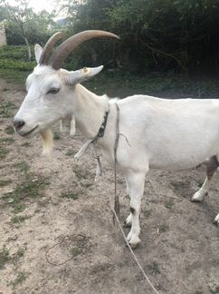 Зааненская дойная коза - фотография № 2