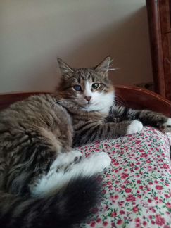 Котенок в добрые руки