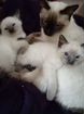 Сиамские котята(бобтейл) объявление продам