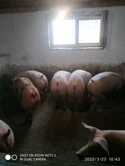 Свиньи на мясо - фотография № 2