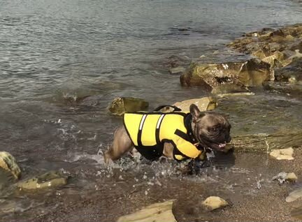 Спасательный жилет для собаки