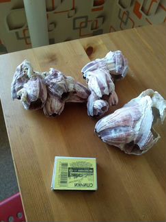 Кораллы морские