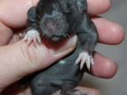 Крысята дамбо малыши