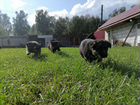 Щенки немецкой овчарки объявление продам