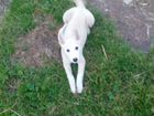 Собаки щенок западной сибирская лайка объявление продам