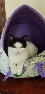 Котик 1,5 года в добрые руки