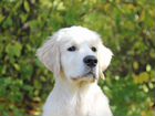 Высокопородный щенок (кобель) голден ретривера объявление продам