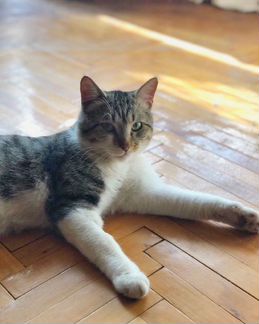 Кот Мурзик ищет заботливого хозяина