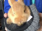 Бургунский кролик объявление продам