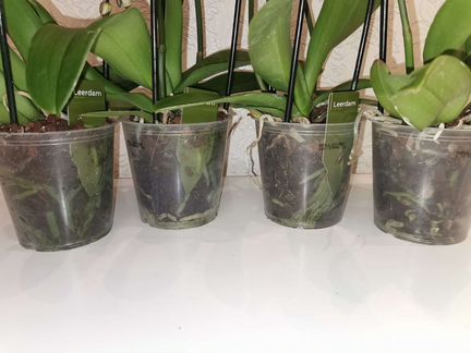 Орхидея фаленопсис Bellicose