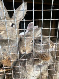 Кролики фландеры - фотография № 3