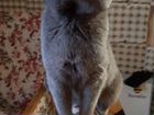 Русский голубой кот объявление продам
