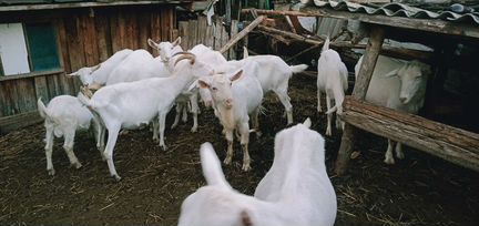 Зааненские козы - фотография № 6