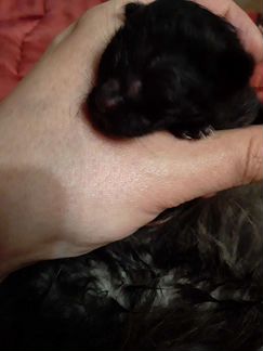 Котята родились 26.05.21