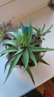 Хавортия лимифолия убомбоензе