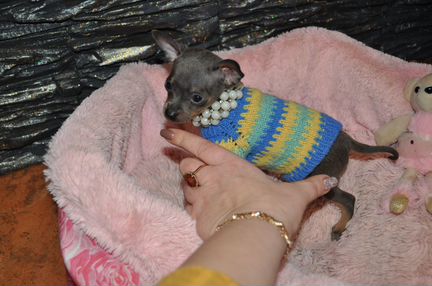 Синий той-терьер. Мини Мини мальчик оленёнок