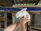 Кролики фландер