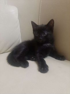 Кошка в дар
