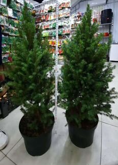 Ель канадская Коника