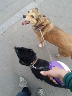 Выгул собак