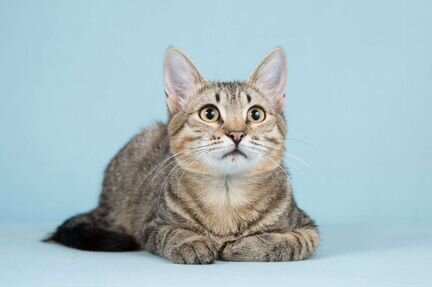 Маркус ищет дом