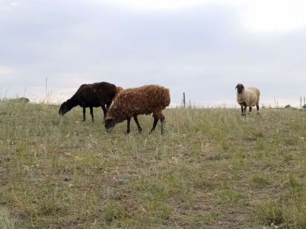 Курдючные бараны овцы - фотография № 4