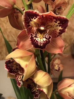 Орхидея цимбидиум