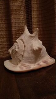 Раковина морская большая