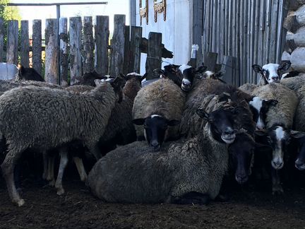 Овцы, бараны, молодняк Романовской породы - фотография № 2