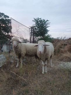 Овцы бараны - фотография № 3